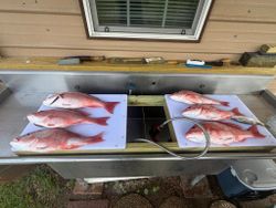 Six red snapper laid out on cleaning station cutting boards in King George VA