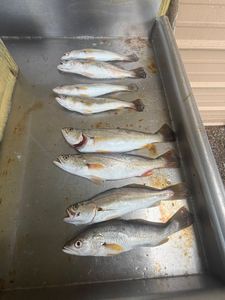 Seven fresh caught squeteague fish laid out in metal fishing cooler in King George VA