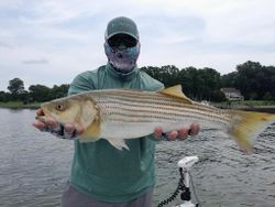 Striped bass caught while fishing in VA
