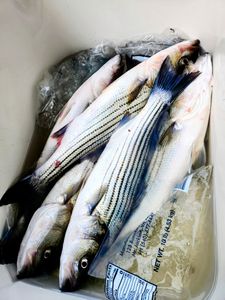 Striped bass caught in King George