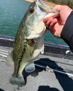 Largemouth bass caught while fishing in Florida