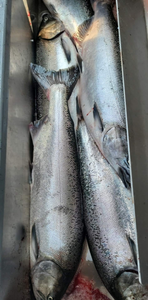 Two Chinook salmon caught fishing in OR