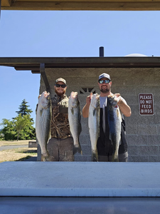 Four striped bass caught by two people while fishing in OR