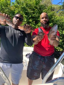 Solid Mangrove Snapper haul inshore.