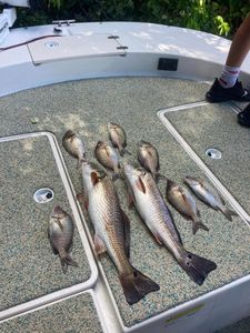 8 white grunt fish caught in FL
