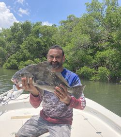 Angler fishing for a black drum fish in Florida