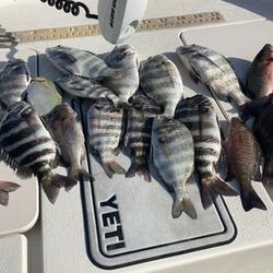 Florida fishing thrills, Tampa bay catches.
