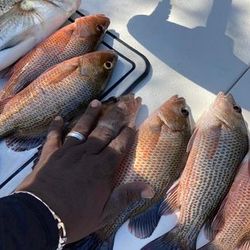 Discover Tampa Bay's fishing delights.