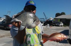 Two grey triggerfish caught in St. Petersburg