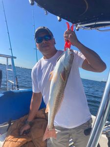 Redfish caught while fishing in St. Petersburg