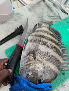 Fresh caught sheepshead fish on cutting board with fillet knife in St. Petersburg FL