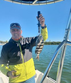 Image of a sheepshead fish caught while fishing in St. Petersburg