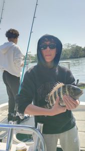 Sheepshead fish caught while fishing in FL