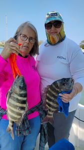 Two sheepshead fish caught while fishing in Florida