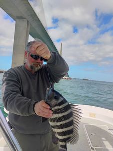 Sheepshead fish with distinctive black and white stripes caught while fishing in St. Petersburg FL