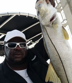 Snook caught fishing in FL