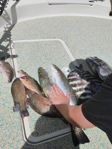 Three grey snapper fish caught fishing in FL