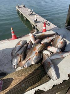 Redfish Haul  In Rockport, TX