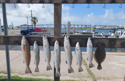 6 redfish and spotted weakfish caught in TX