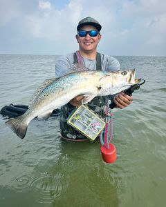 Fish-Species