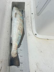 Fish-Species