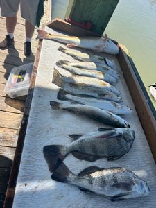 5 black drum and spotted weakfish caught fishing in TX
