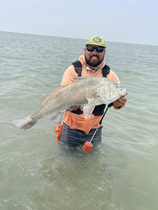 Angler with a large black drum fish in TX