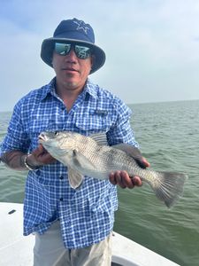 Photograph of a black drum fish caught in TX