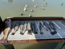 8 spotted weakfish and cutthroat trout caught during fishing in Corpus Christi