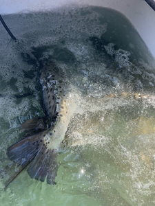 Reeling in the best fishing action at the island!