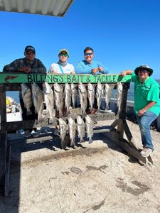 Fresh caught black drum displayed on fishing charter cleaning station in Corpus Christi TX