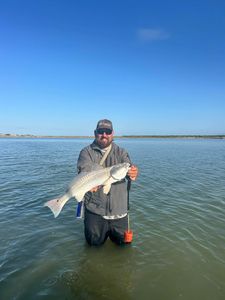 Angler holding caught redfish while wade fishing in Corpus Christi Texas waters