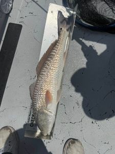 Redfish caught in Corpus Christi TX displayed on measuring board on boat deck