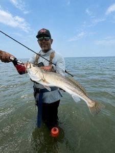 Speckled trout catch while wade fishing in Corpus Christi TX waters