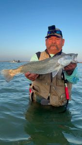 Speckled trout catch while wade fishing in Corpus Christi TX waters