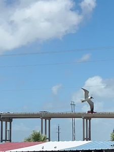 Casting for the best catch in Corpus Christi TX!