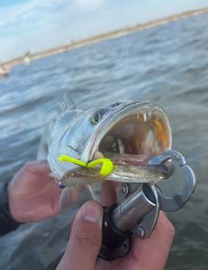 Fishing in TX