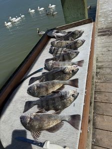 Four black drum fish caught in TX
