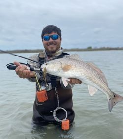 Redfish caught in Corpus Christi