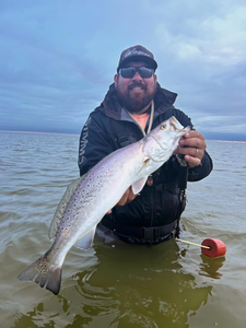 One spotted weakfish, 20 inches long, caught while fishing in Corpus Christi