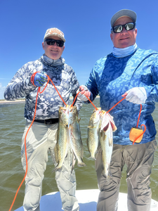 Triple threat: Spotted Weakfish falling for the jigging technique!