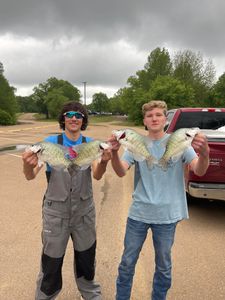 3 white crappie fish caught in MI