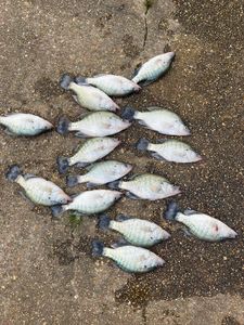10 white crappie fish caught while fishing in MI