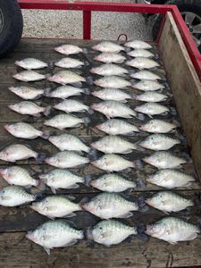 Three white crappie fish caught in Oxford