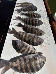 Five sheepshead fish caught at Folly Beach