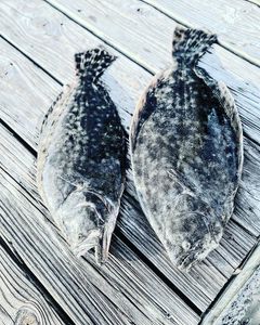Two European flounders caught fishing in South Carolina