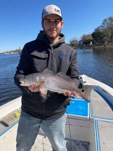 Redfish caught by angler at Folly Beach