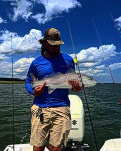 Redfish caught by angler at Folly Beach