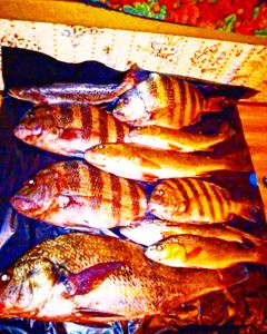 8 sergeant-major fish caught while fishing in SC