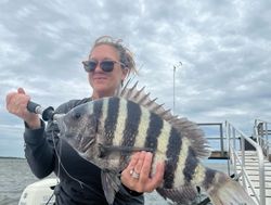 A sheepshead fish caught at Folly Beach